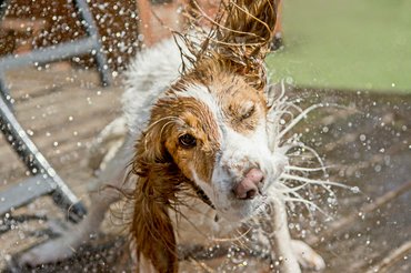 Beagle megrázza magát, lerázza a vizet