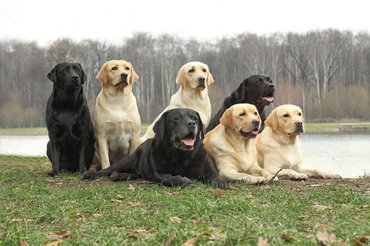Labrador retrieverek egy folyó partján