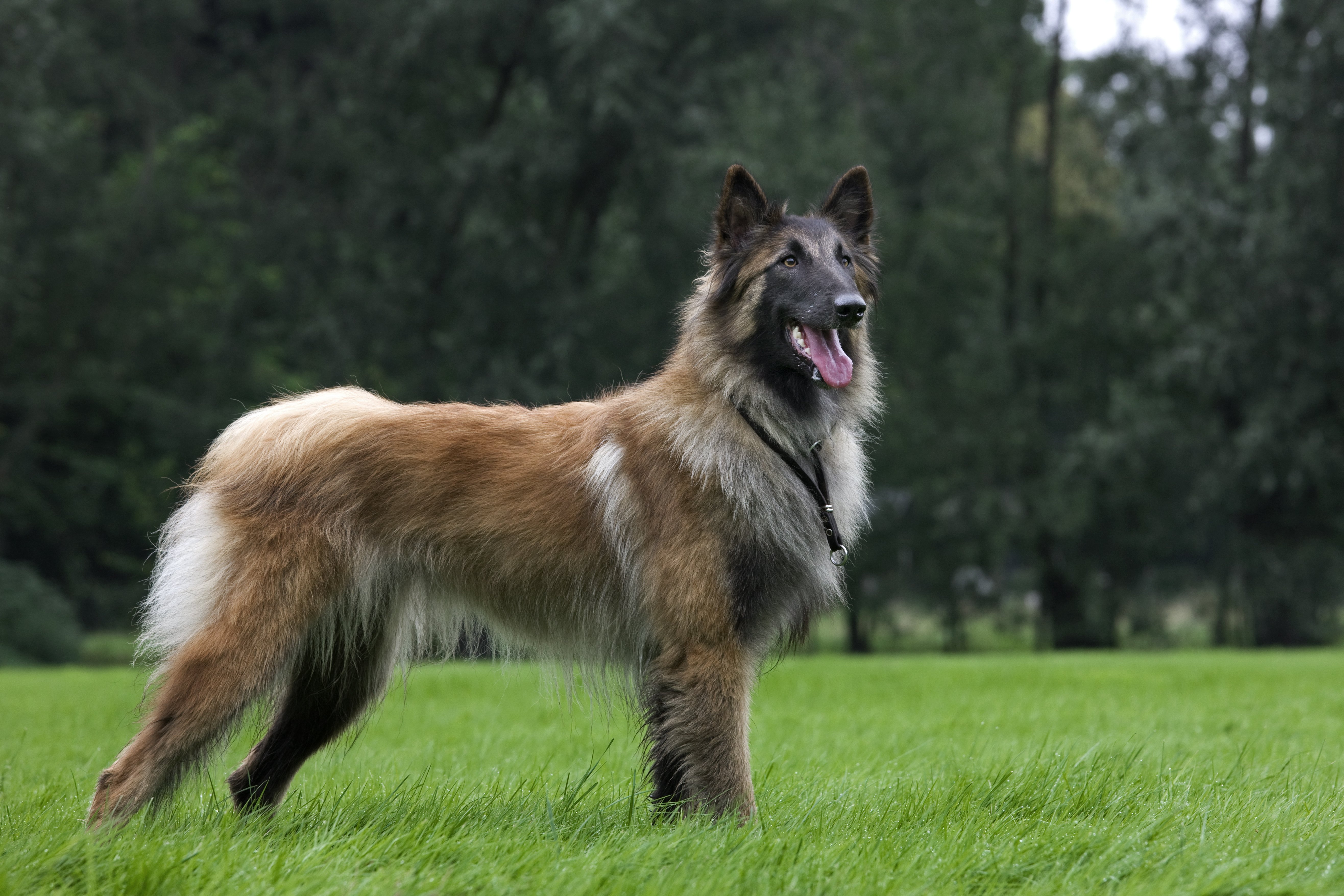 tervuren / tervueren