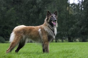 tervuren / tervueren