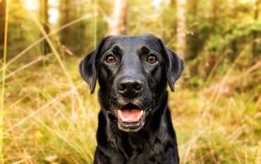 Fekete labrador retriever