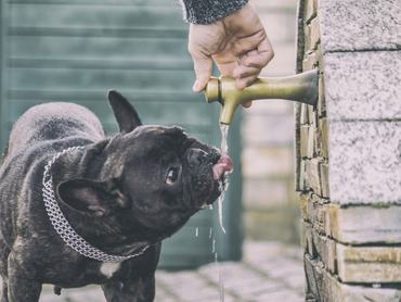 Francia bulldog kinti csapból iszik az utcán