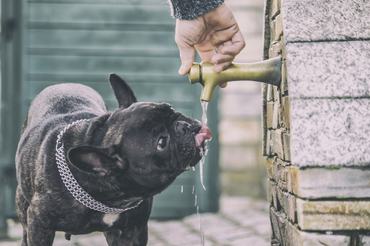 Francia bulldog kinti csapból iszik az utcán