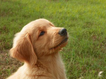 Golden retriever kölyök portré