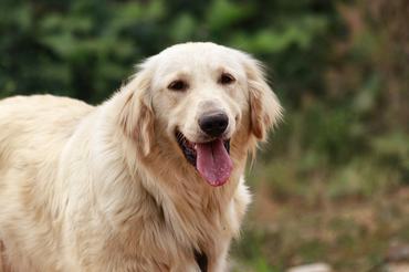 Golden retriever az erdőben