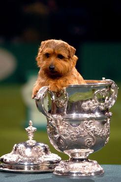 Champion Cracknor Cause Celebre or Coco, a six-year-old Norfolk Terrier, after she was named as Crufts 2005 Supreme Champion.   (Photo by Rui Vieira - PA Images/PA Images via Getty Images)