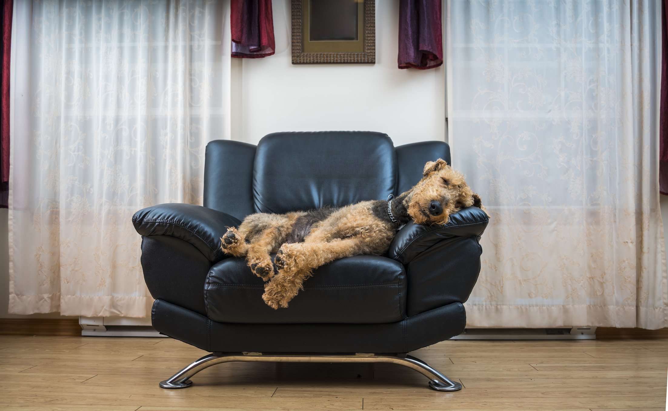 airedale terrier fotelen fekszik
