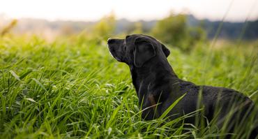 Fekete labrador retriever a réten