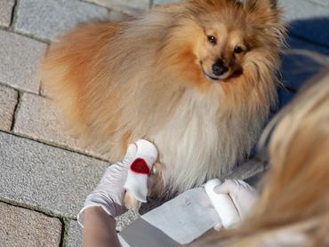 Sérült sheltie, shetlandi lába vérzik, seb bekötése