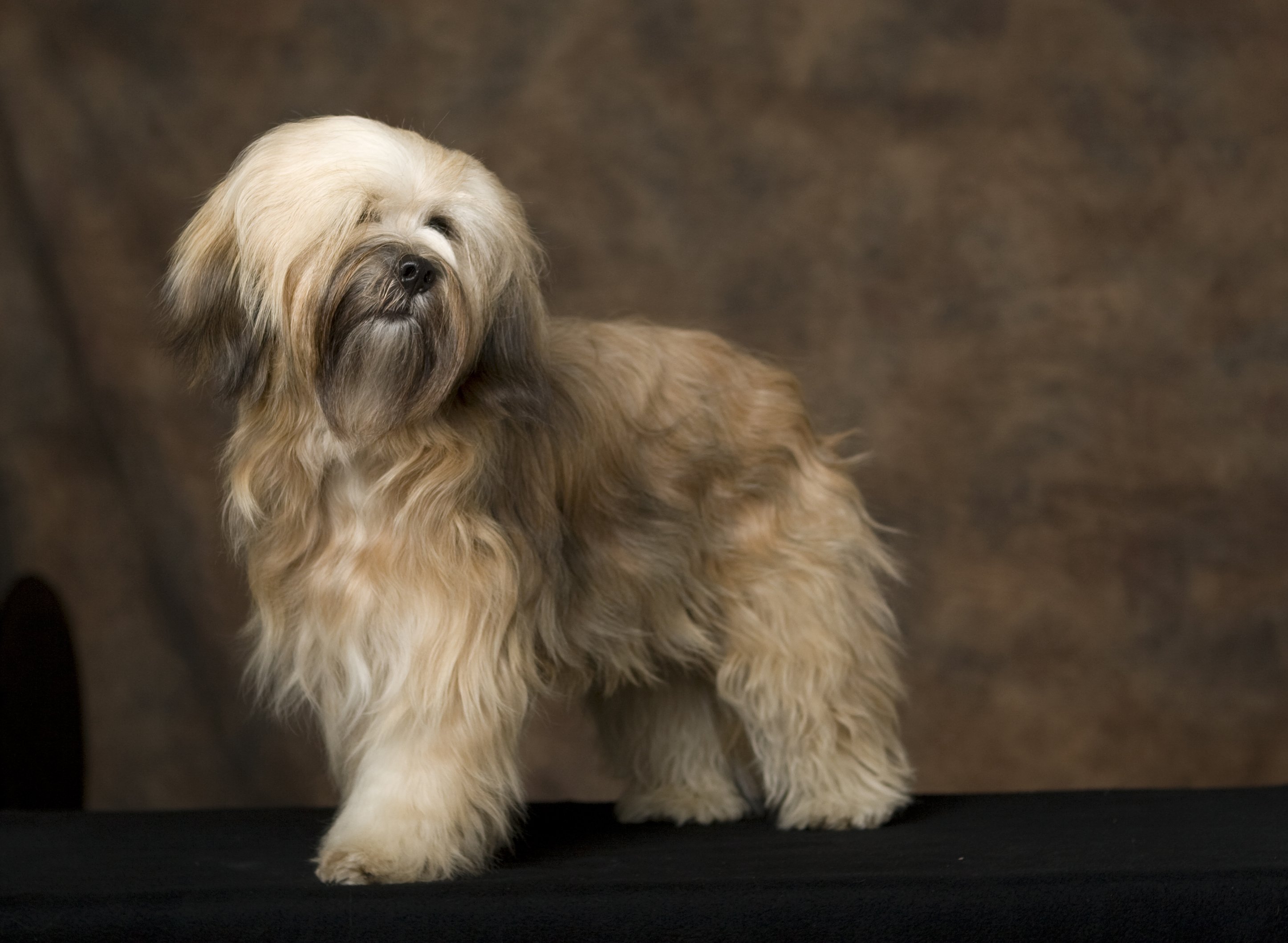 tibeti terrier