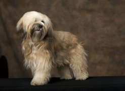 tibeti terrier