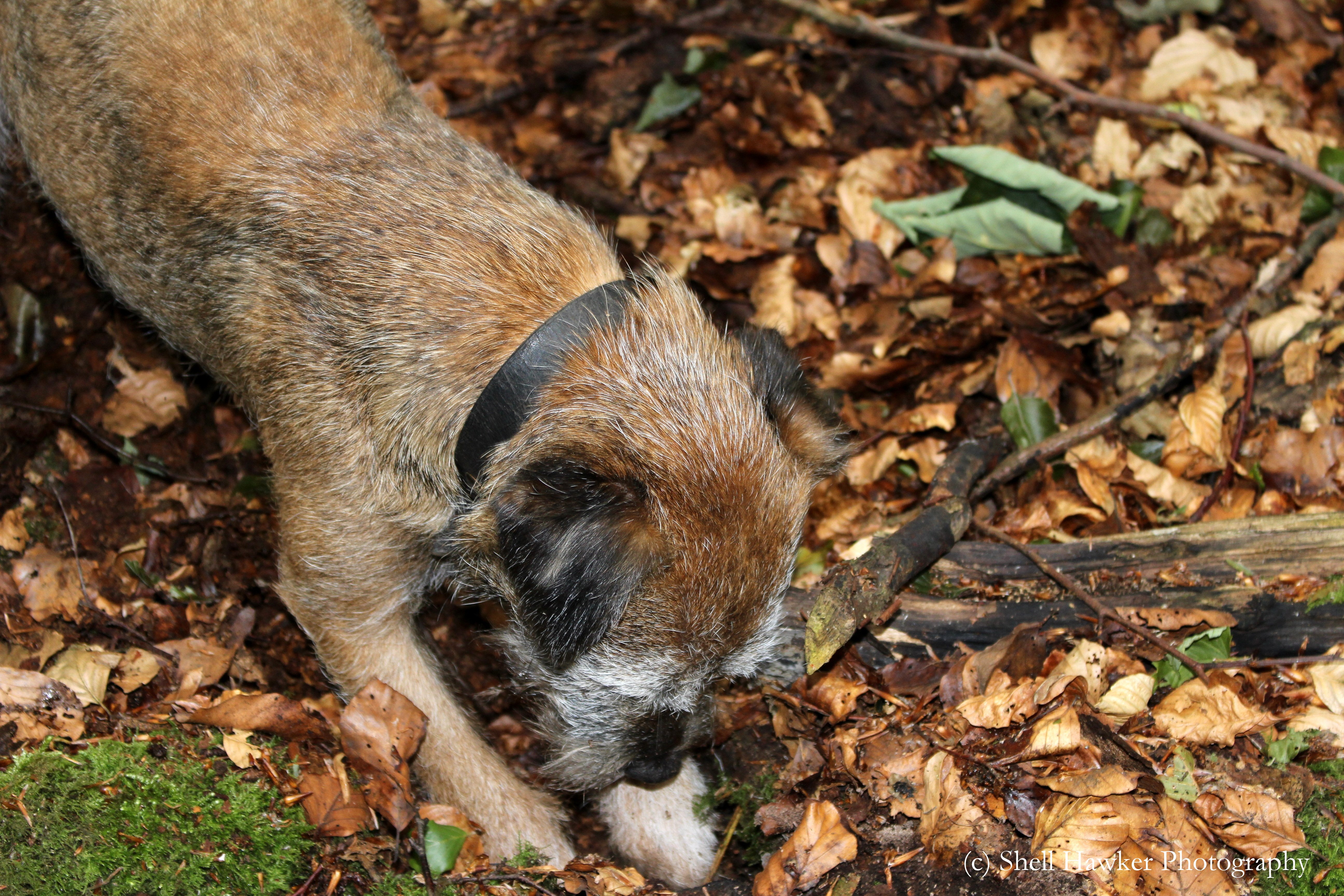 border terrier ás