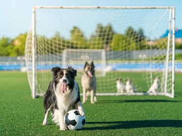 The border collie sheepdog plays football on public soccer field. The dog is standing with one its paw on a soccer ball. Its dog team stands behind. Shooting at sunny summer day