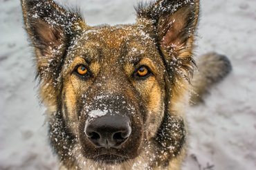 német juhászkutya hóban havas orr