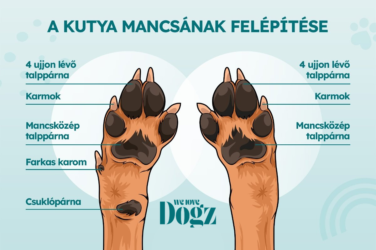 kutyamancs grafika
