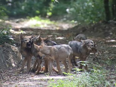 A farkaskölykök nem vették észre a fotóst, ezért több képet is tudott róluk készíteni