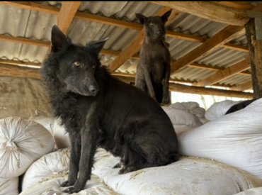 májzlik a szalmabálák tetején