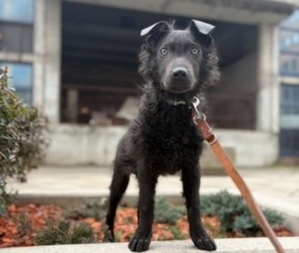 kölyök májzli pórázon