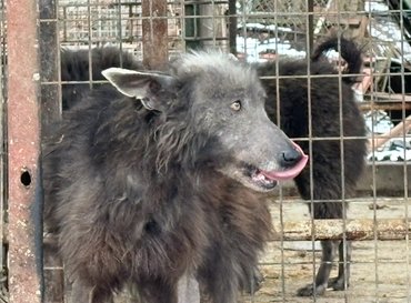 egy májzli a tanyán