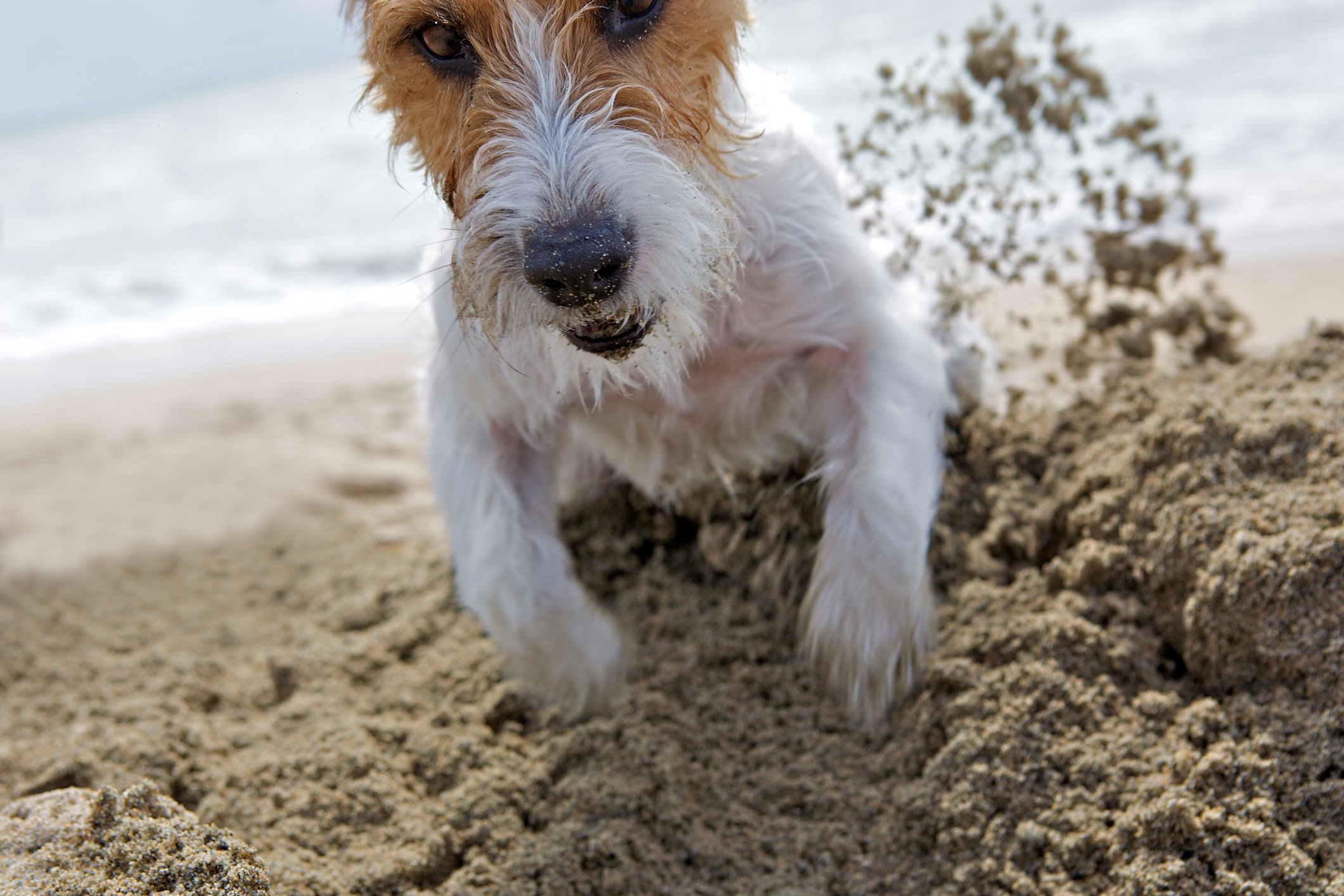 Jack russel kapar