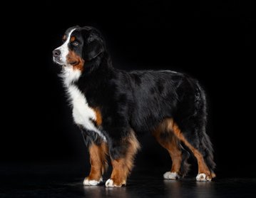 Jacks and Bears Checkmate "Lenná" -berni pásztorkutya