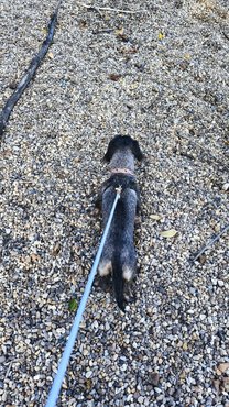 Kirándulás kópéval a Duna parton