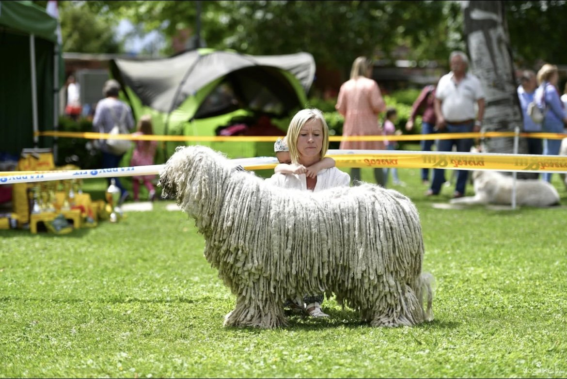 Komondor gazdájával