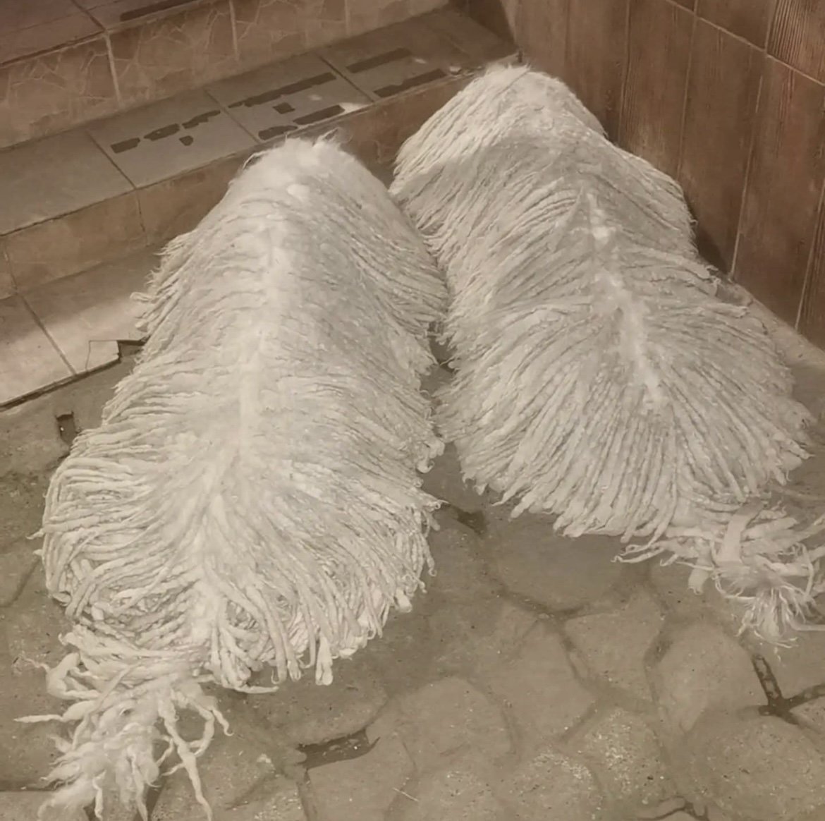 Komondor_Andaházi Tanyák Őre_1