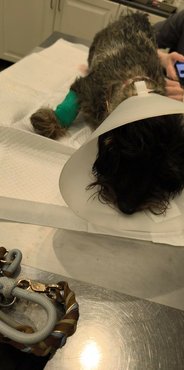 Kópé az állatorvosnál a műtét után