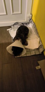 Kópé gallérral pihen