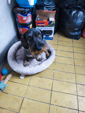 Kópé kozmetikus után