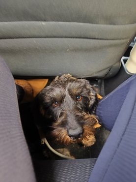 Kópéval az autóban