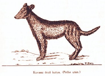 Kuvasz illusztráció Pethe: Természethistória ​és mesterségtudomány című művéből