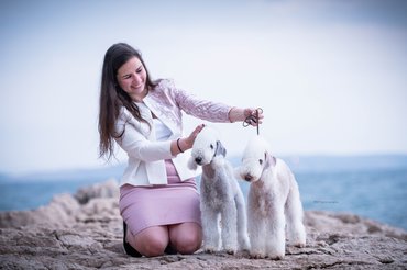 lando és manta bedlington terrierek