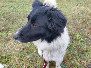 Luna_Vackoló_Menhely