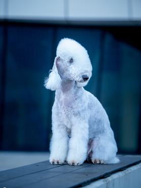 bedlington terrier kék szuka