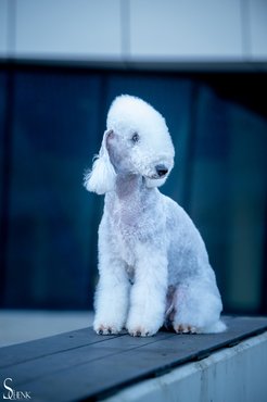bedlington terrier kék szuka
