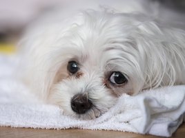 Maltese with brown tear stain
