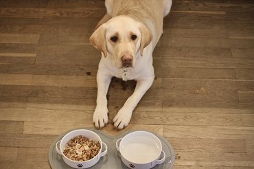 kutyamenü tesztelés Vasmacska Kávézoo