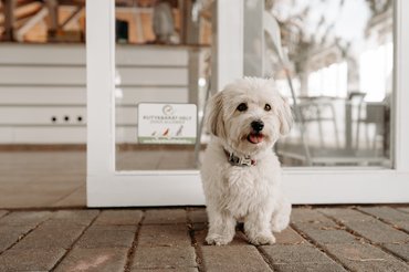 Nelly kutyabarathelyek.hu