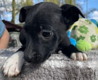 Noé Állatotthon örökbefogadásra váró kiskutya