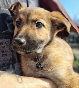 Noé Állatotthon örökbefogadásra váró kiskutya