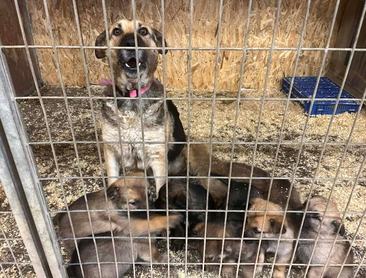 Noé Állatotthon örökbefogadásra váró kutyák