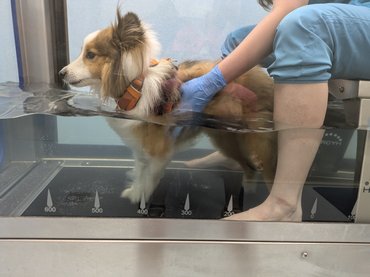 Roni hidroterápia Good Boy Training