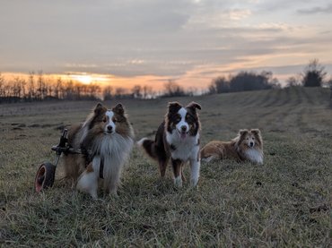 Roni 3 Good Boy Training fotó