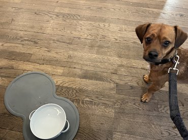 Pablo Vasmacskazooban