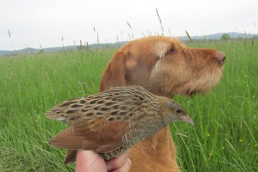magyar vizsla madárral
