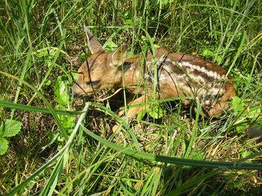 Őz fekszik a fűben
