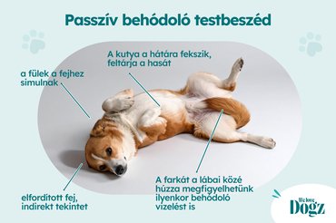 Passzív behódoló testbeszéd kutya