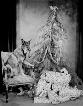 Rin Tin Tin, a kutyaszínész egy karácsonyfa mellett